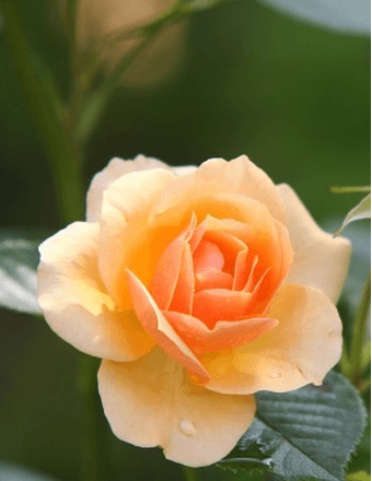 Carlene M. Roberts Obituary