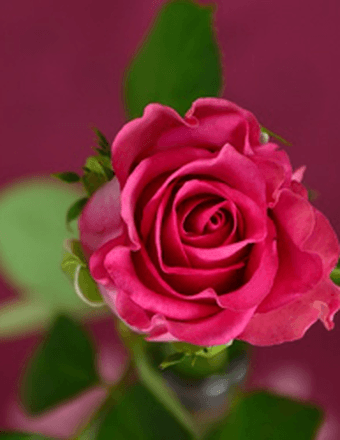 Donna Hopkins Obituary