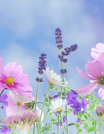 June H. Campbell Obituary