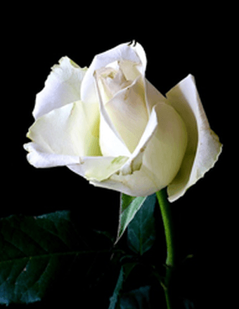 Rozella Stewart Obituary